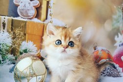 Питомник шотландских кошек Lesta Malso, с рейтингом 3.6 - находится по адресу Рязань, Промышленная улица, 1А 