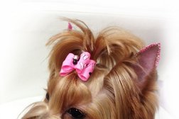 Груминг-салон Усы и Лапы, с рейтингом 2.5 - находится по адресу Белгород, Славянская улица, 7Б 