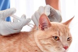 Ветеринарная клиника Слон, с рейтингом 3.5 - находится по адресу Краснодар, Восточно-Кругликовская улица, 34 