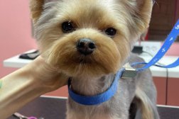 Парикмахерская для животных МимиГрум, с рейтингом 3 - находится по адресу Волгоград, улица Северный городок, 4 