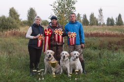 Питомник лабрадоров-ретриверов Monnabrava, с рейтингом 3.2 - находится по адресу Ярославль, Больничная 2-я, 3 