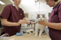 Ветеринарная клиника ВетЭнимал, с рейтингом 4.6 - находится по адресу Московская область, Химки, Молодёжная улица, 64 