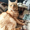 фото от пользователя Анна и Марсик в отзыве о ветеринарной клинике Happy pets
