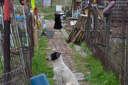 Приют для собак DogHope, с рейтингом 2.8 - находится по адресу Ростовская область, пос. Персиановский, улица Кривошлыкова, 15 