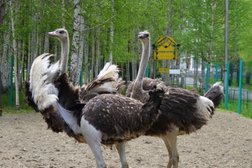 Парк-отель Трубник, с рейтингом 3.6 - находится по адресу Свердловская область, с. Курганово, улица Ленина, 70Б 