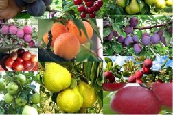 Питомник растений Зелёный сад, с рейтингом 3.2 - находится по адресу Калининградская область, пос. Зеленое, Гвардейская улица, 1а к2 