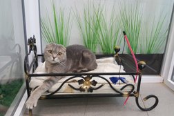 Гостиница для кошек МяуХаус, с рейтингом 3.8 - находится по адресу Ярославль, Семашко, 15 