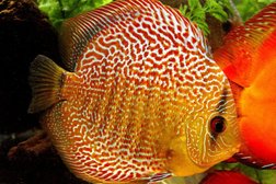 Зоомагазин Природа, с рейтингом 5 - находится по адресу Ярославская область, Рыбинск, улица Чкалова, 65/19 