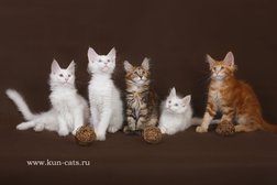 Хрустальная орхидея