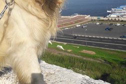 Агентство по выгулу собак Walk Your Dog, с рейтингом 2.5 - находится по адресу Нижний Новгород, Нижне-Волжская Набережная, 17 