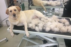 Зоосалон SHOCK DOG Groom, с рейтингом 4.2 - находится по адресу Псков, исторический район Завеличье, Конная улица, 8 