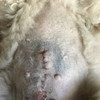 фото от пользователя Мария в отзыве о ветеринарном центре ЛенВет