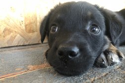 Приют для животных Супер собака, с рейтингом 4.2 - находится по адресу Москва, Проектируемый 5082-й проезд, вл8 