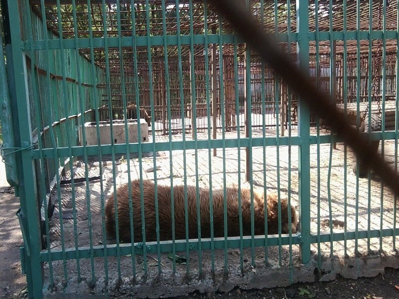 вольерное хозяйство уфа. зоопарк уфа. обнимашки зоопарк уфа гостиный двор. львы в уфе зоопарк. зоопарки уфы адреса.