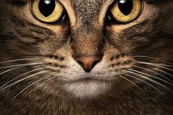 Выездная ветеринарная клиника Зоомир, с рейтингом 5 - находится по адресу Саратов, улица имени В.И. Чемодурова, 13 