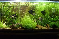 Интернет-магазин аквариумов Мастер Сом, с рейтингом 3.7 - находится по адресу Санкт-Петербург, Пискарёвский проспект 