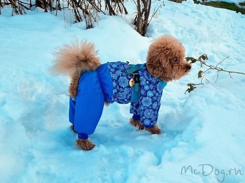 фотография Интернет-магазина одежды для собак McDog