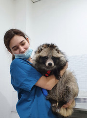Ветеринарный врач-терапевт, ветеринарный врач-дерматолог Зоя Радиковна Середа
