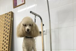 Зоосалон Пушистый хвост, с рейтингом 4.8 - находится по адресу Сочи, Привольный переулок, 8/1 