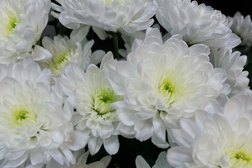 Магазин цветов La rose, с рейтингом 4.7 - находится по адресу Тульская область, Новомосковск, Комсомольская улица, 2 