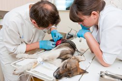 Ветеринарная клиника БалашихаВет, с рейтингом 4.8 - находится по адресу Московская область, Балашиха, микрорайон Салтыковка, Разинское шоссе, 69 