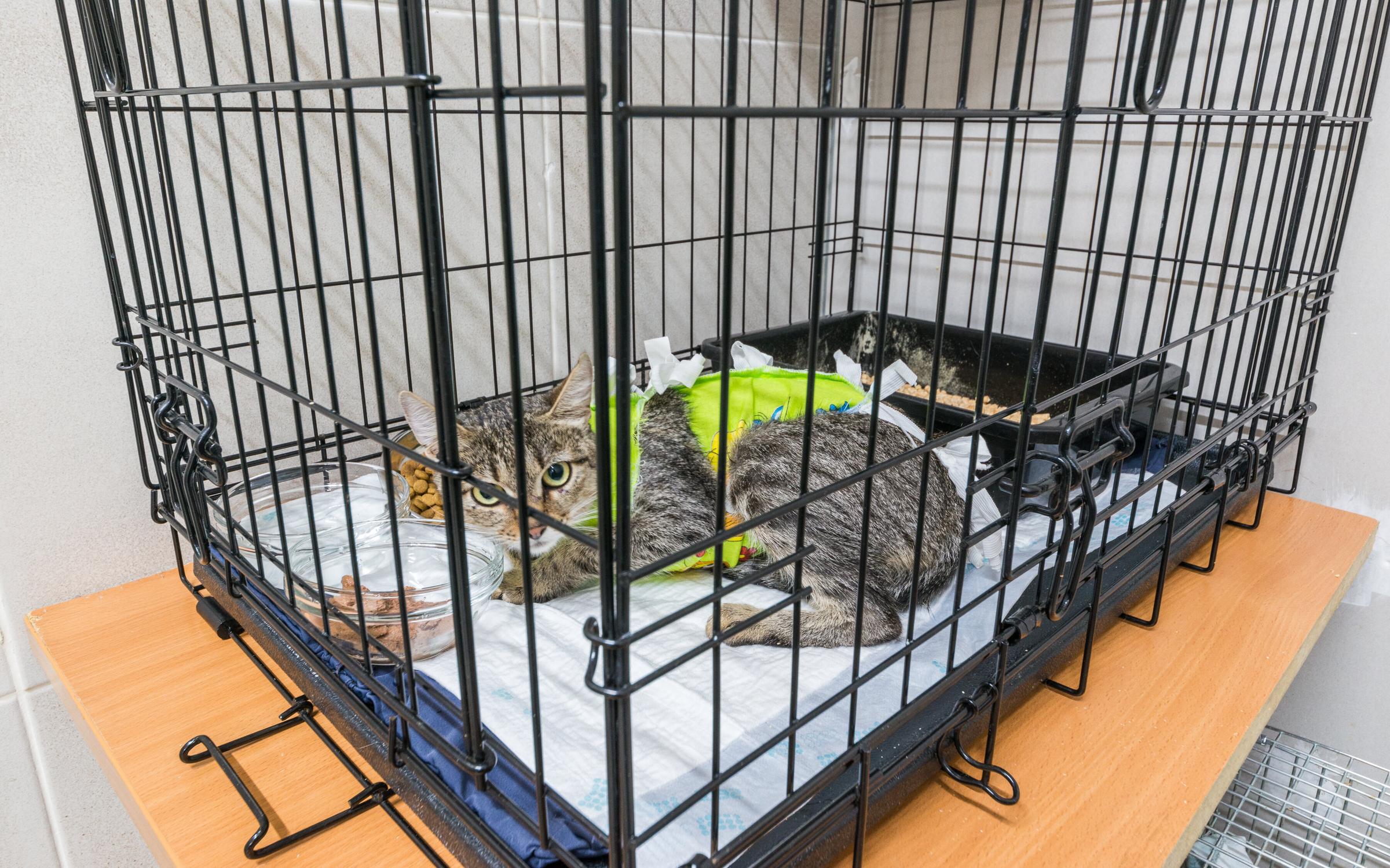 Умка+, ветеринарная клиника в Отрадном в Москве - отзывы, фото, цены ...