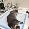 фото от пользователя Артем в отзыве о ветеринарной клинике VOLCHOK на Каширском шоссе