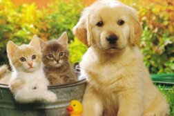 Ветеринарная клиника Дуовет, с рейтингом 4.7 - находится по адресу Московская область, Одинцово, Можайское шоссе, 49 