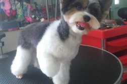 Салон красоты для собак Модный Пёсик, с рейтингом 3.4 - находится по адресу Белгород, улица Щорса, 45а 