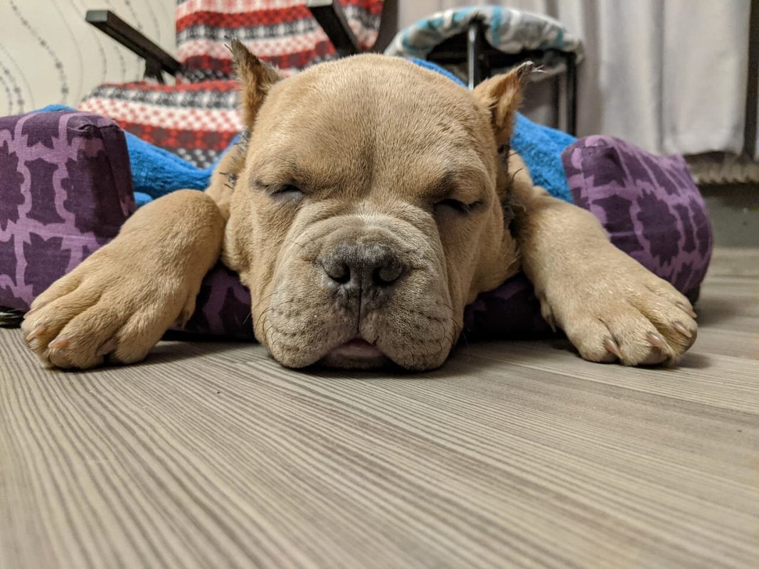 фотография Службы ветеринарной помощи zoovet-24.ru на метро Братиславская