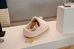 Ветеринарный госпиталь Прайд, с рейтингом 4.9 - находится по адресу Санкт-Петербург, Ленинский проспект, 98 