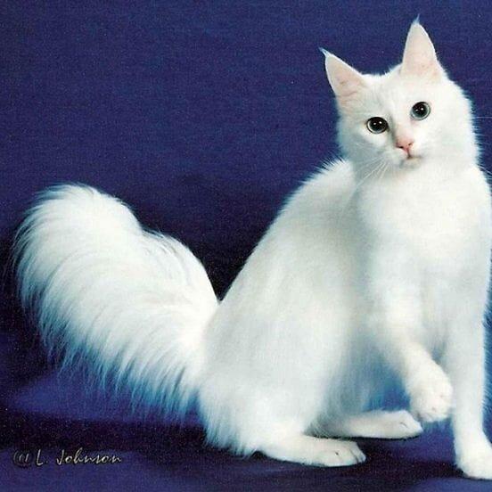 Кошки Ангорской Породы Фото