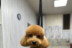 Салон бережного груминга Сладкий Хвост, с рейтингом 4.1 - находится по адресу Тольятти, улица 40 лет Победы, 94Б 