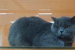 Кот Босс