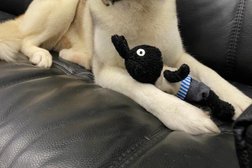 Студия груминга Bomondgroom, с рейтингом 4.1 - находится по адресу Самара, улица Победы, 81 