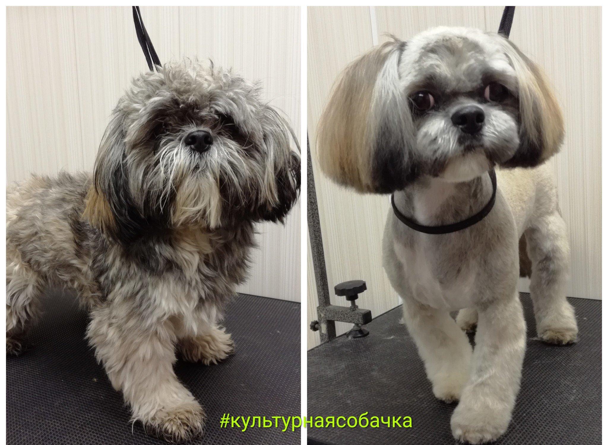 Стрижка йорка. Подстричь собаку в спб. Стрижка собак. Подстричь собаку в спб. Зоомагазин стрижки собак.