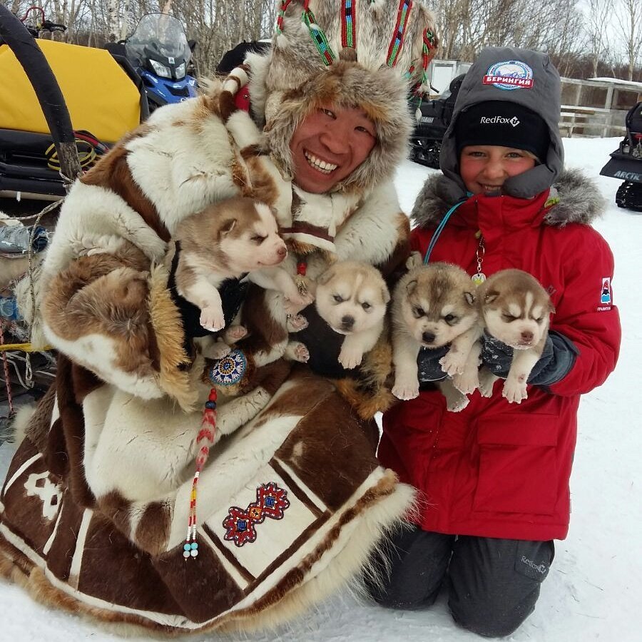 Камчадал собака фото