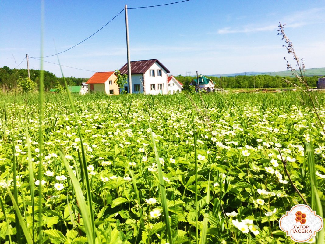 Поселок хутор. Хутор пасека Самара. Хутор пасека Сырейка. Хутор пасека коттеджный поселок Самара. Кинельский район Хутор пасека.