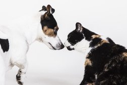 Касимовская районная ветеринарная станция на Советской улице в Касимове, с рейтингом 3.4 - находится по адресу Рязанская область, Касимов, Советская улица, 189 