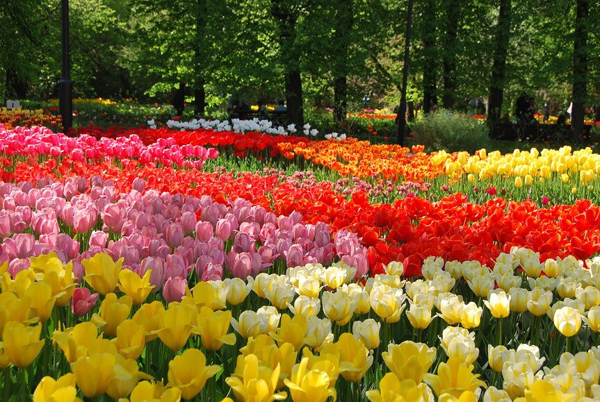 Тюльпаны в Аптекарском огороде