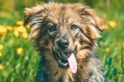 Приют для собак Щербинка, с рейтингом 4.5 - находится по адресу Москва, улица Брусилова, 32Б 