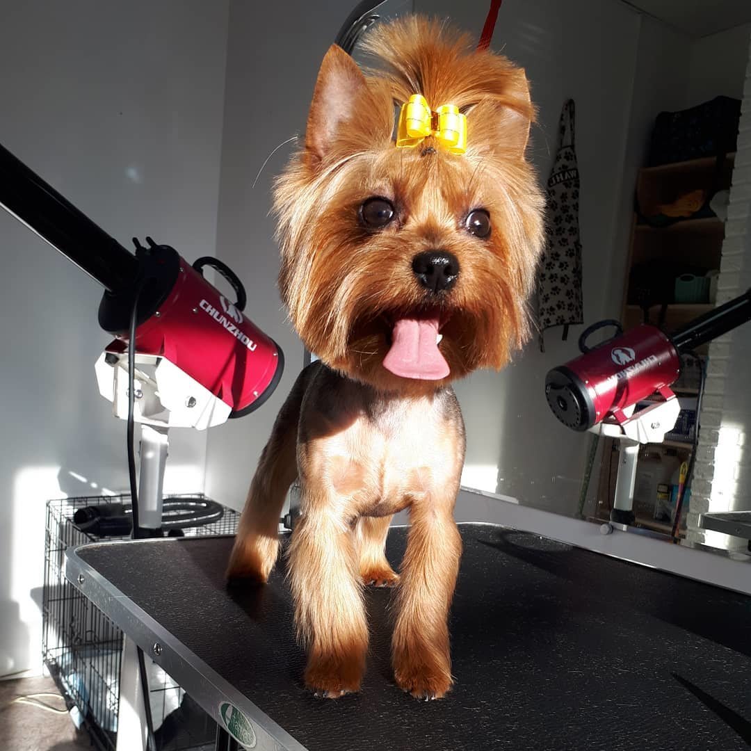 груминг для собак красноярск. стрижка пуделя для выставки. груминг центр. кошка в салоне красоты. груминг салон в америке.