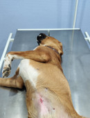 Кривошеева Елена Викторовна