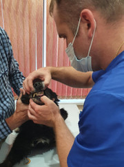 Ветеринарный хирург Кирилл Владимирович Осадчий