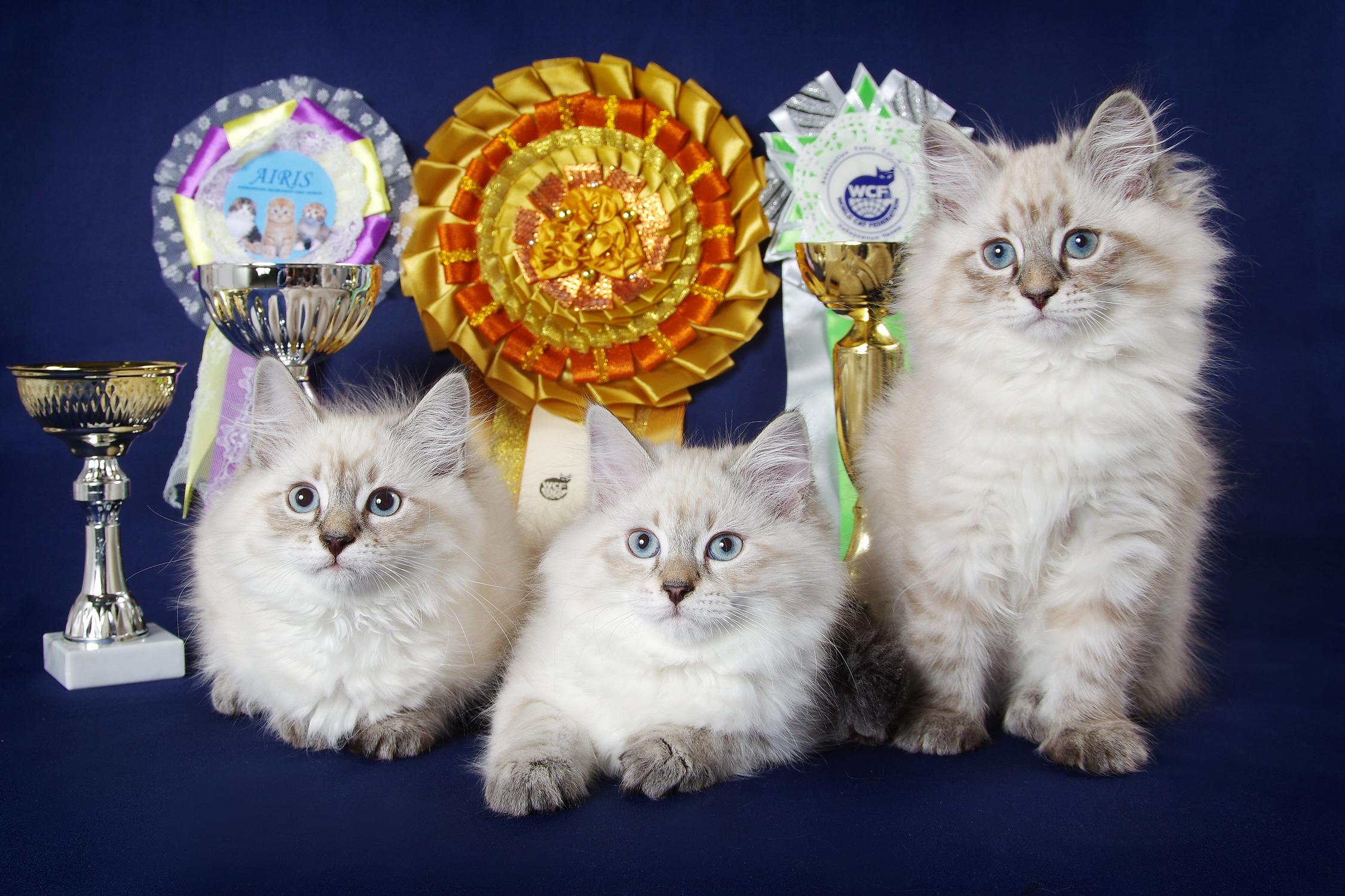 Кошки Невская Фото Цена