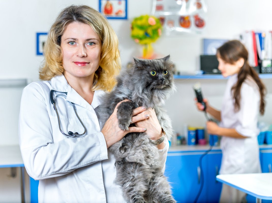 ветклиника на петрова в йошкар-ола. ветеринарная клиника йошкар-ола. ветеринарка йошкар ола. ветеринарная клиника добрыня москва. красноармейская 61 ветклиника йошкар-ола.