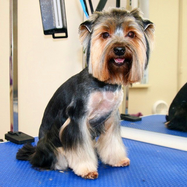 Стрижка йорка с висячими ушами