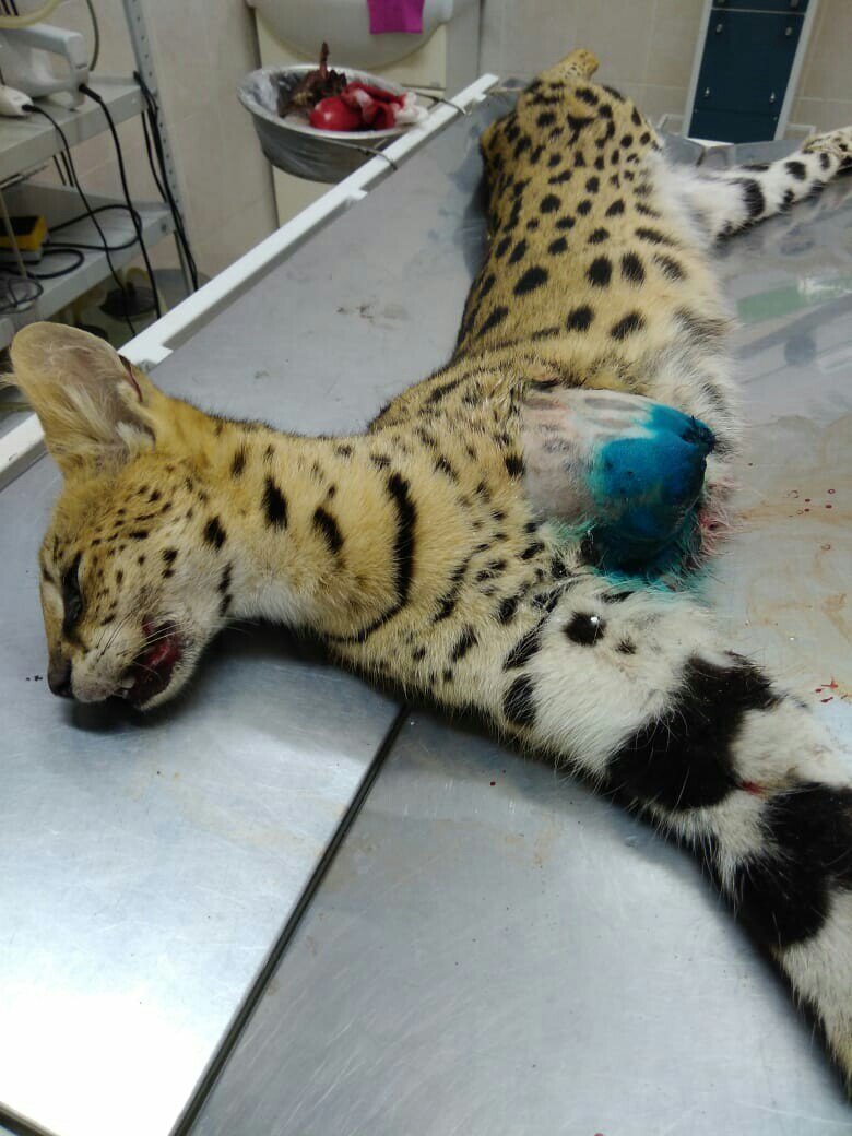 Белый клык, ветеринарная клиника на Ангарской улице в Краснодаре ...