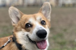 Сервис по выгулу собак Petshop, с рейтингом 4.9 - находится по адресу Санкт-Петербург, улица Всеволода Вишневского, 12а 