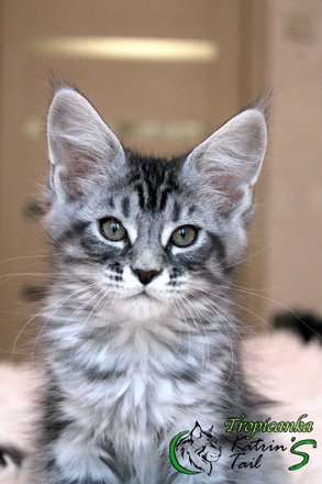История происхождения породы кошек мейн-кун